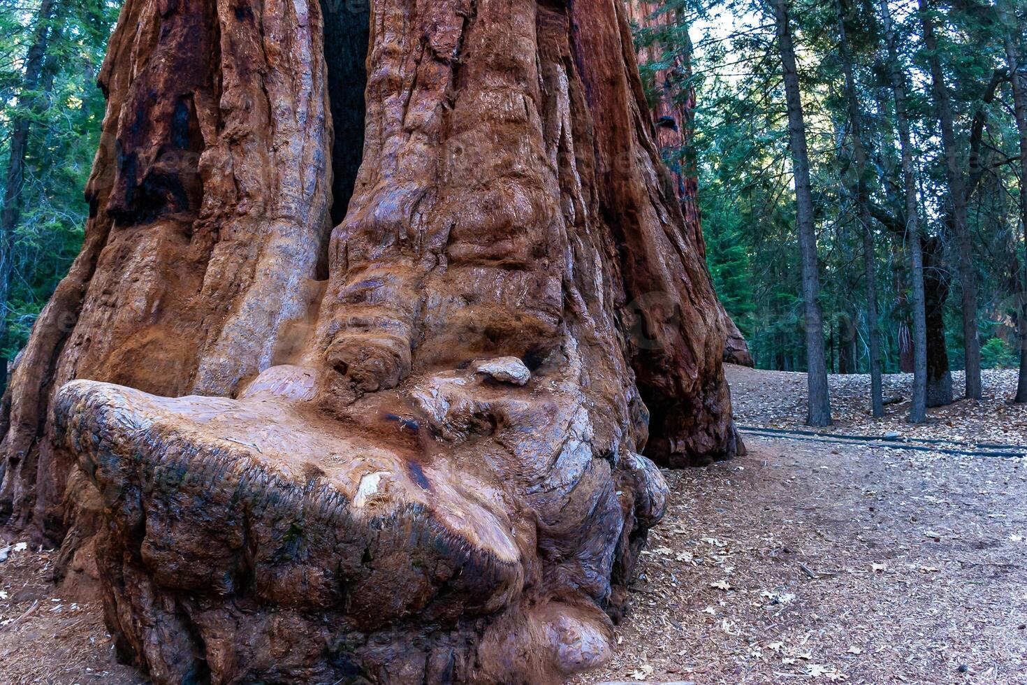 Giant Sequoia trees Sequoiadendron giganteum in Sequoia National Park, California, USA photo