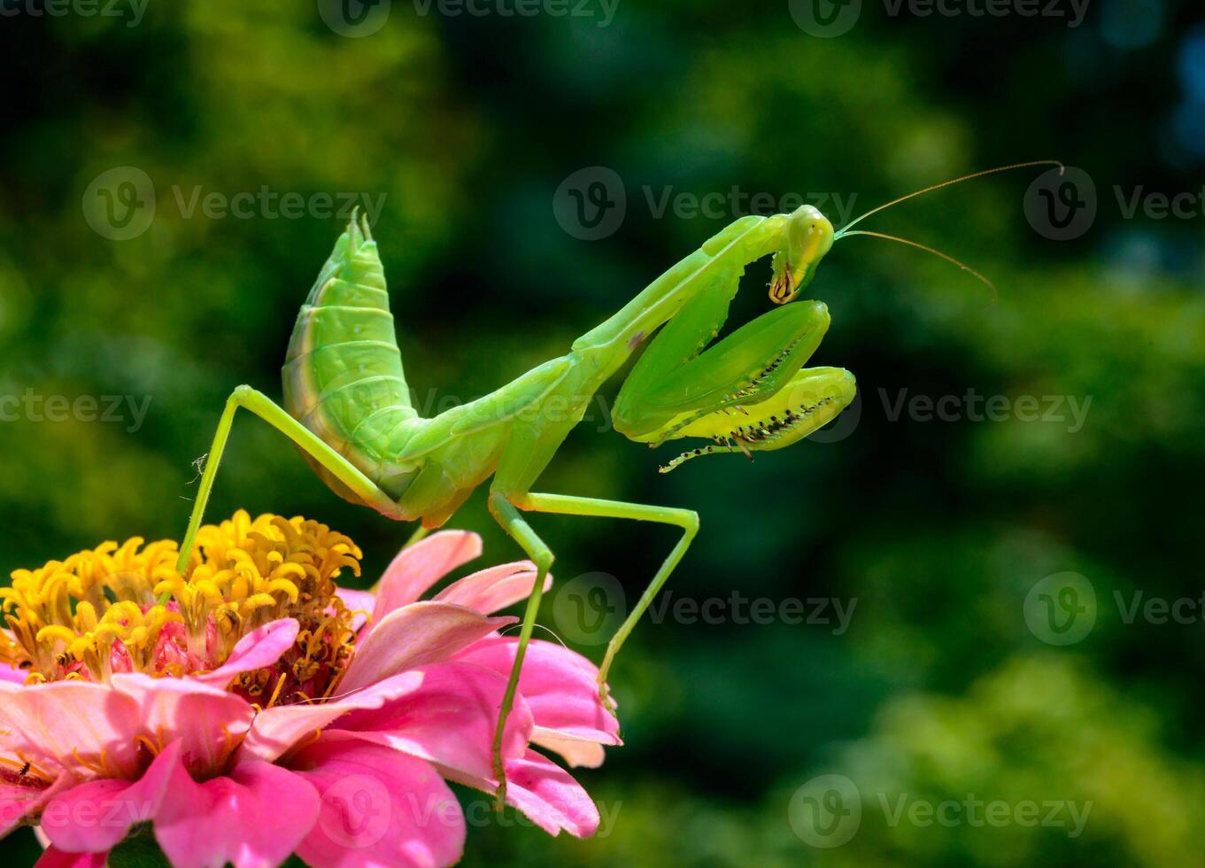 Hierodula transcaucasica - larva, young predatory insect catches its victims on a red flower photo