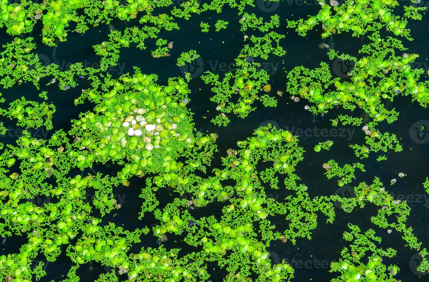A continuous layer of floating algae Lemna and Wolffia on the surface of a eutrophic lake, Ukraine photo