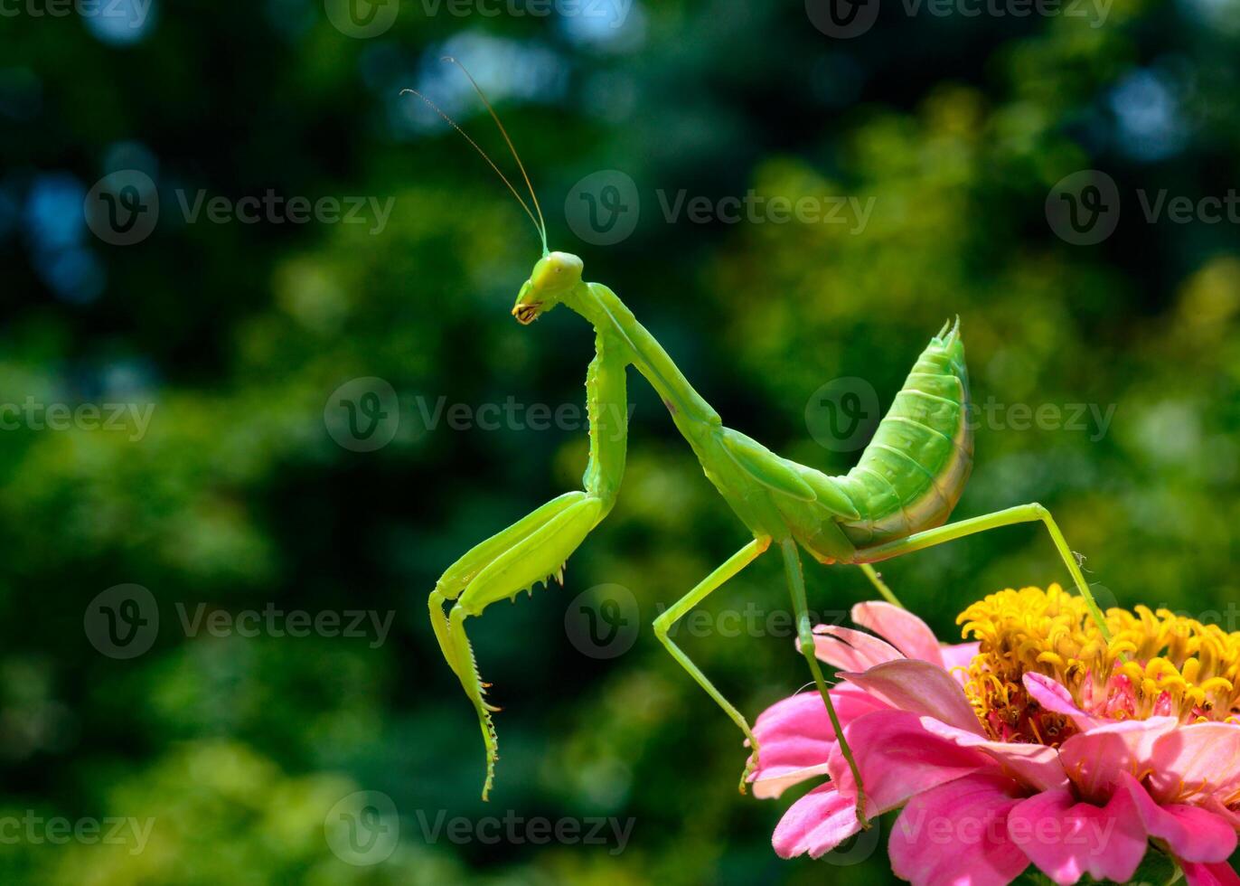 Hierodula transcaucasica - larva, young predatory insect catches its victims on a red flower photo