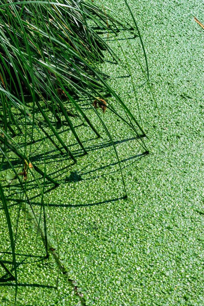 A pond with floating algae duckweed and lake reed with leaves sticking out of the water, casting shadows on the algae. photo