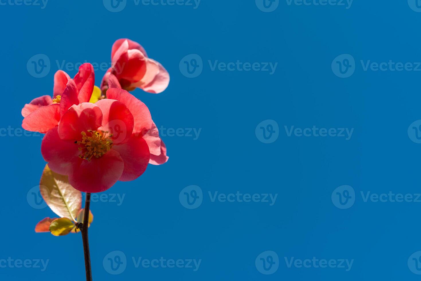 Red Chaenomeles flowers in the garden against the blue sky, Ukraine photo