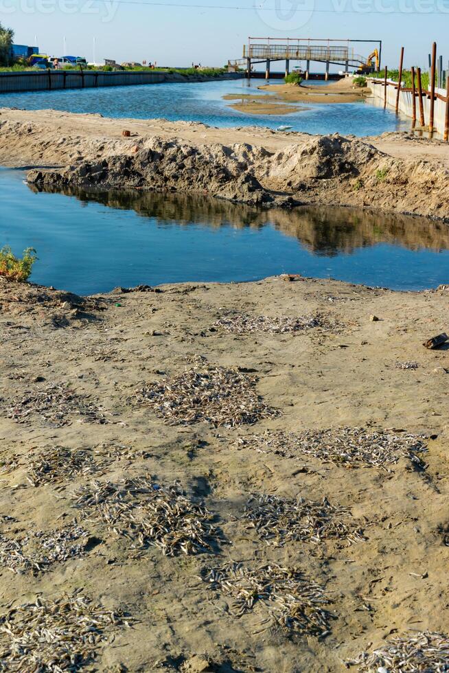 Environmental problem, mass death of fish Atherina sp. in the canal photo