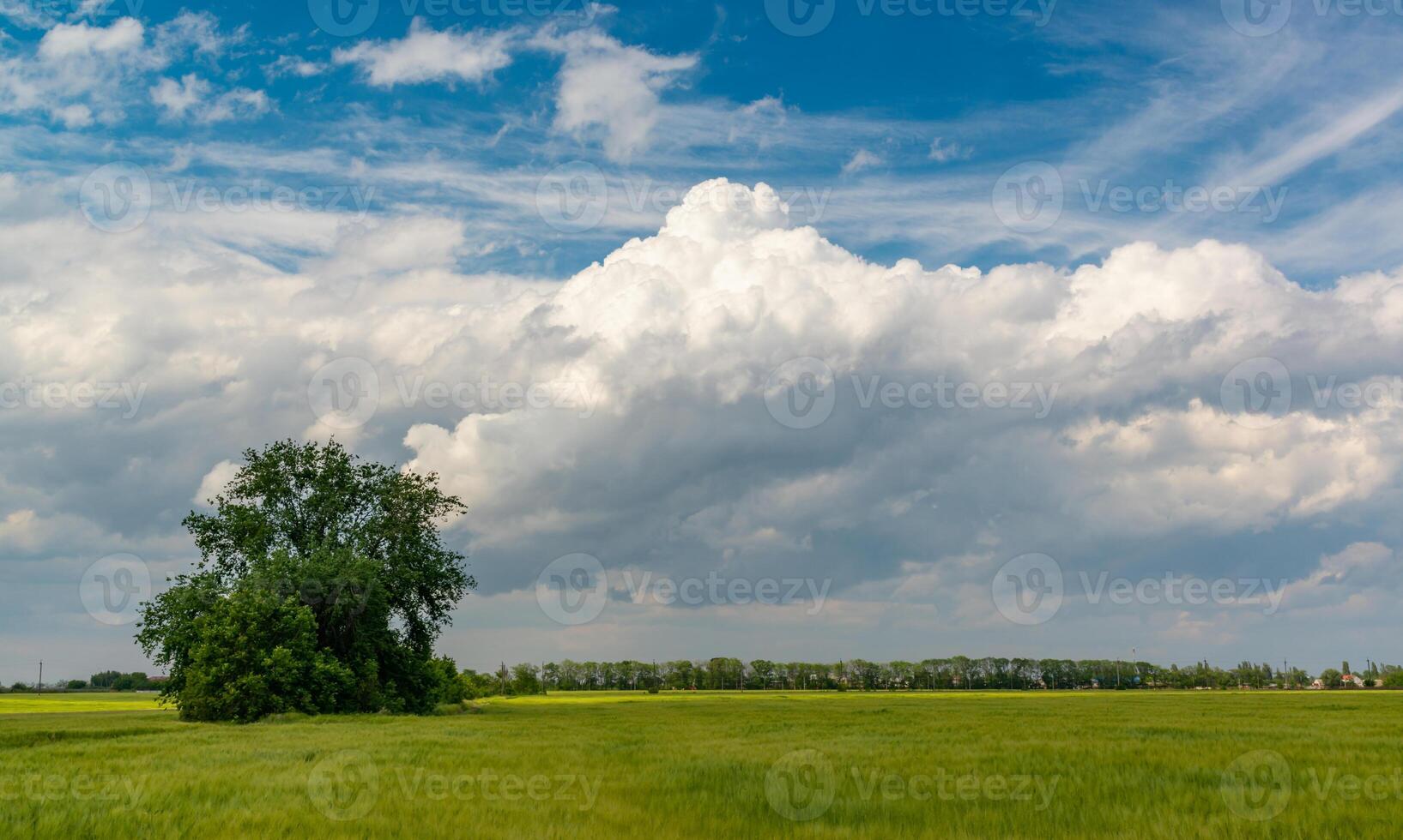 White cumulus clouds over green wheat field, Ukraine photo