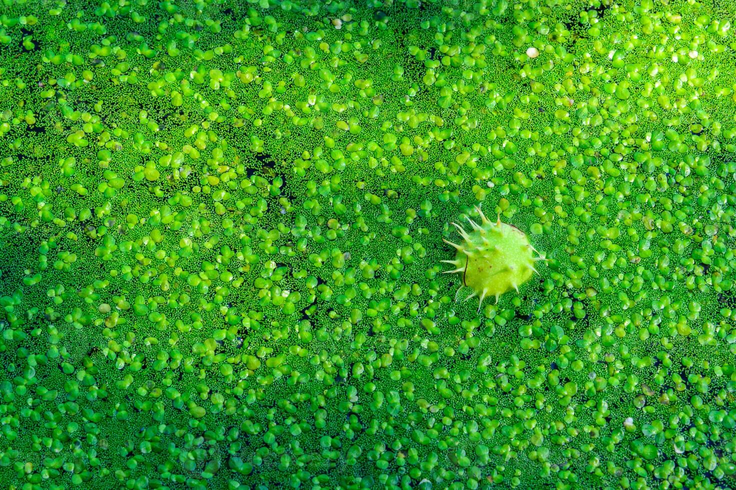 Horse chestnut floating in water with on water covered with floating plants in the rich ecosystem of a eutrophic lake, Ukraine photo