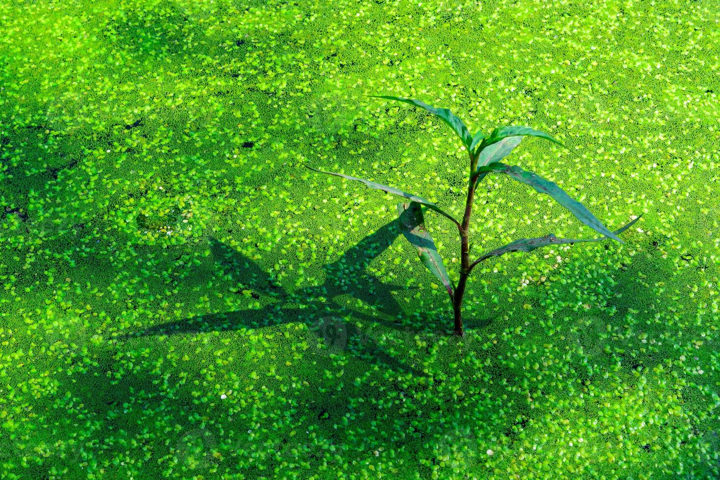 Aquatic plant in a lake, the surface of the water in which is covered with green Duckweed and Wolffia algae, Odessa park photo
