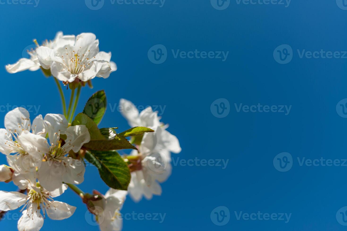 A sprig of cherry blossoms with white flowers against a blue sky photo