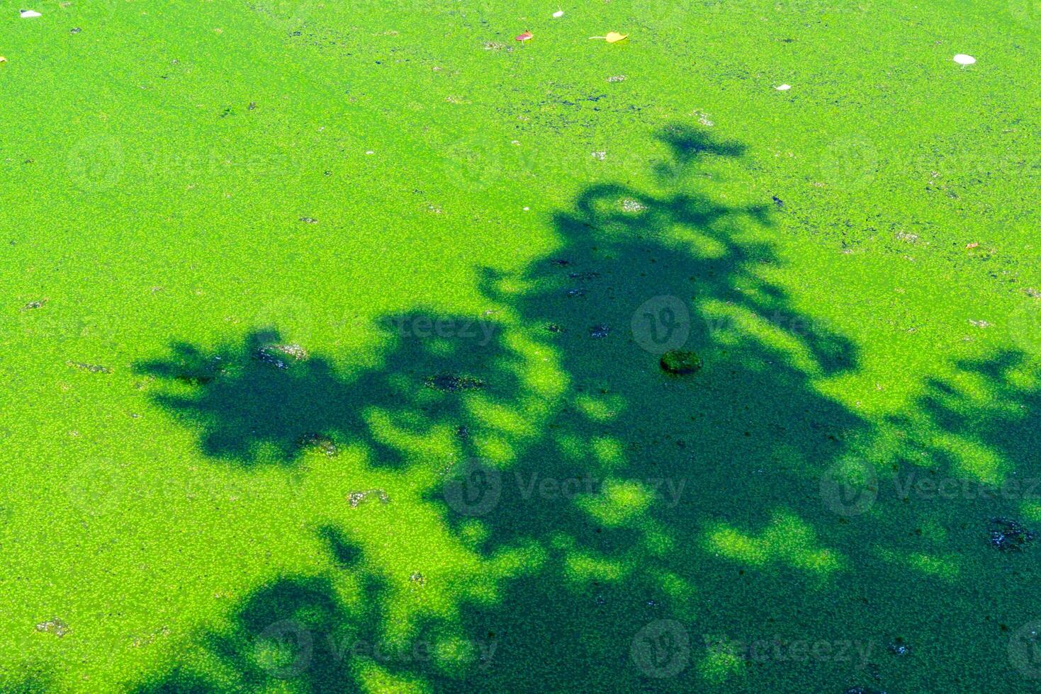 Shadow of a tree in the water of a lake with floating on the surface layer of algae Duck grass and Wolffia, a park in Odessa photo