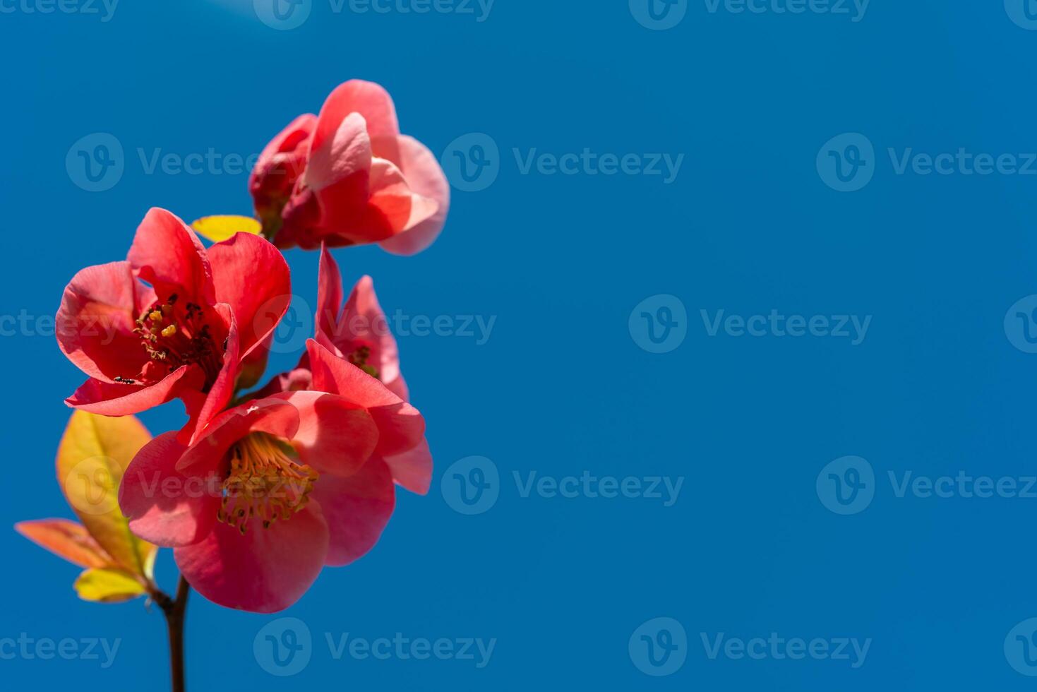 Red Chaenomeles flowers in the garden against the blue sky, Ukraine photo