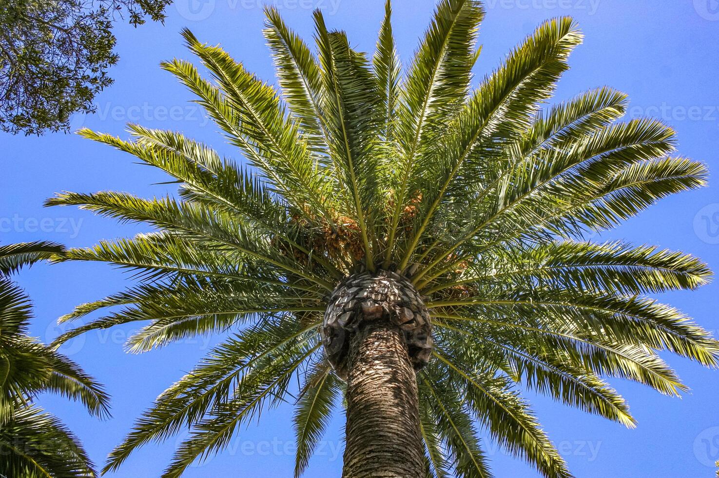 Phoenix canariensis - large date palm on Catalina Island in the Pacific Ocean, California photo