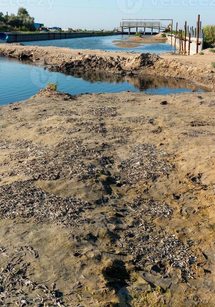 Environmental problem, mass death of fish Atherina sp. in the canal photo