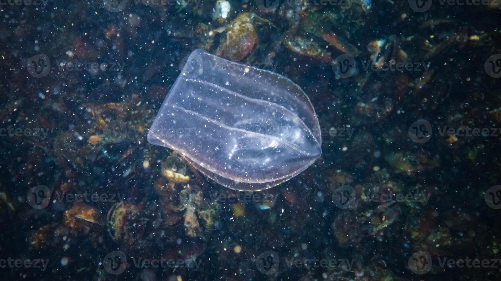 Jellyfish Beroe ovate eat Mnemiopsis leidy photo