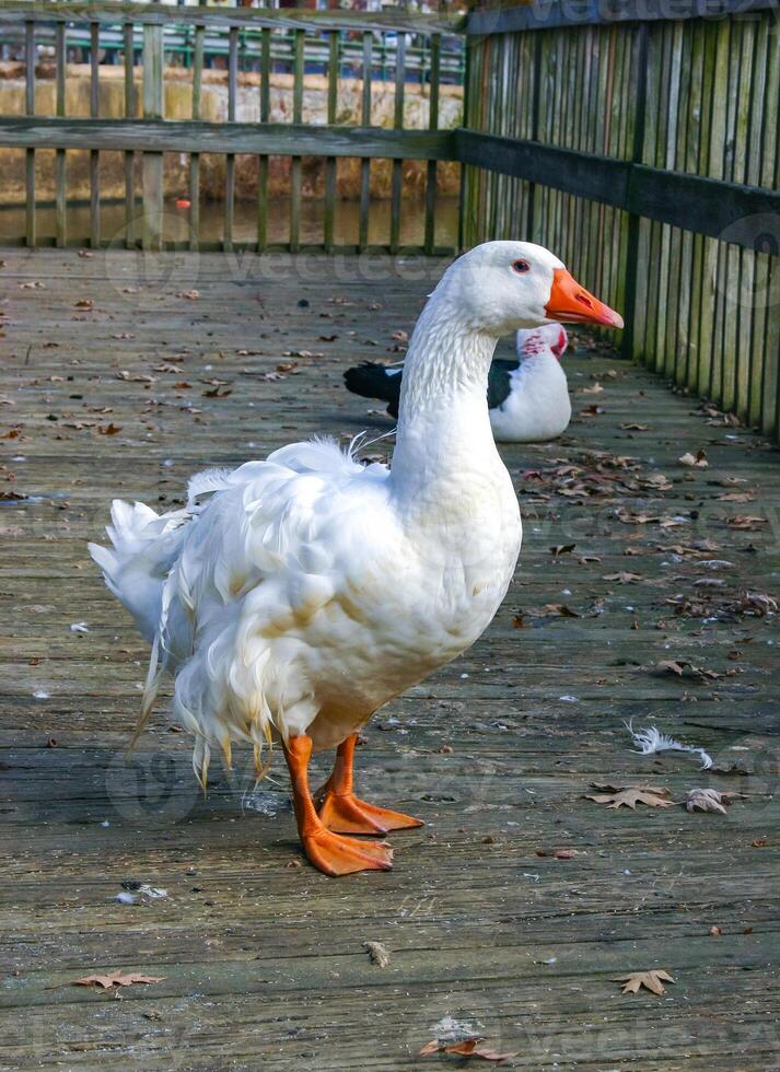 A large white goose with a red beak is walking along a wooden pier in the Pete Sensi Park, NJ photo