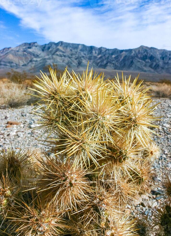 Teddy bear cholla Cylindropuntia bigelovii, cactus with tenacious yellow spines, numerous in the Sonoran Desert, California photo