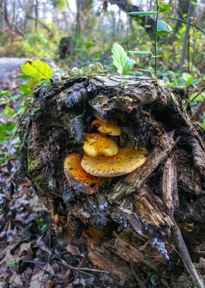 Yellow tree mushrooms on a rotten tree in a forest in suburban New Jersey, USA photo