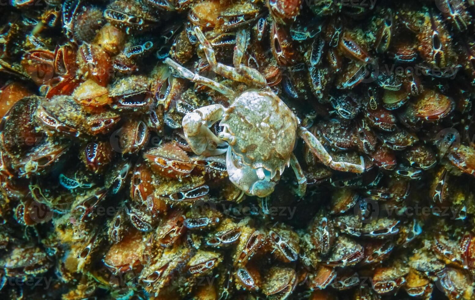 Brachinotus sexdentatus - small Black Sea crab among mussels photo