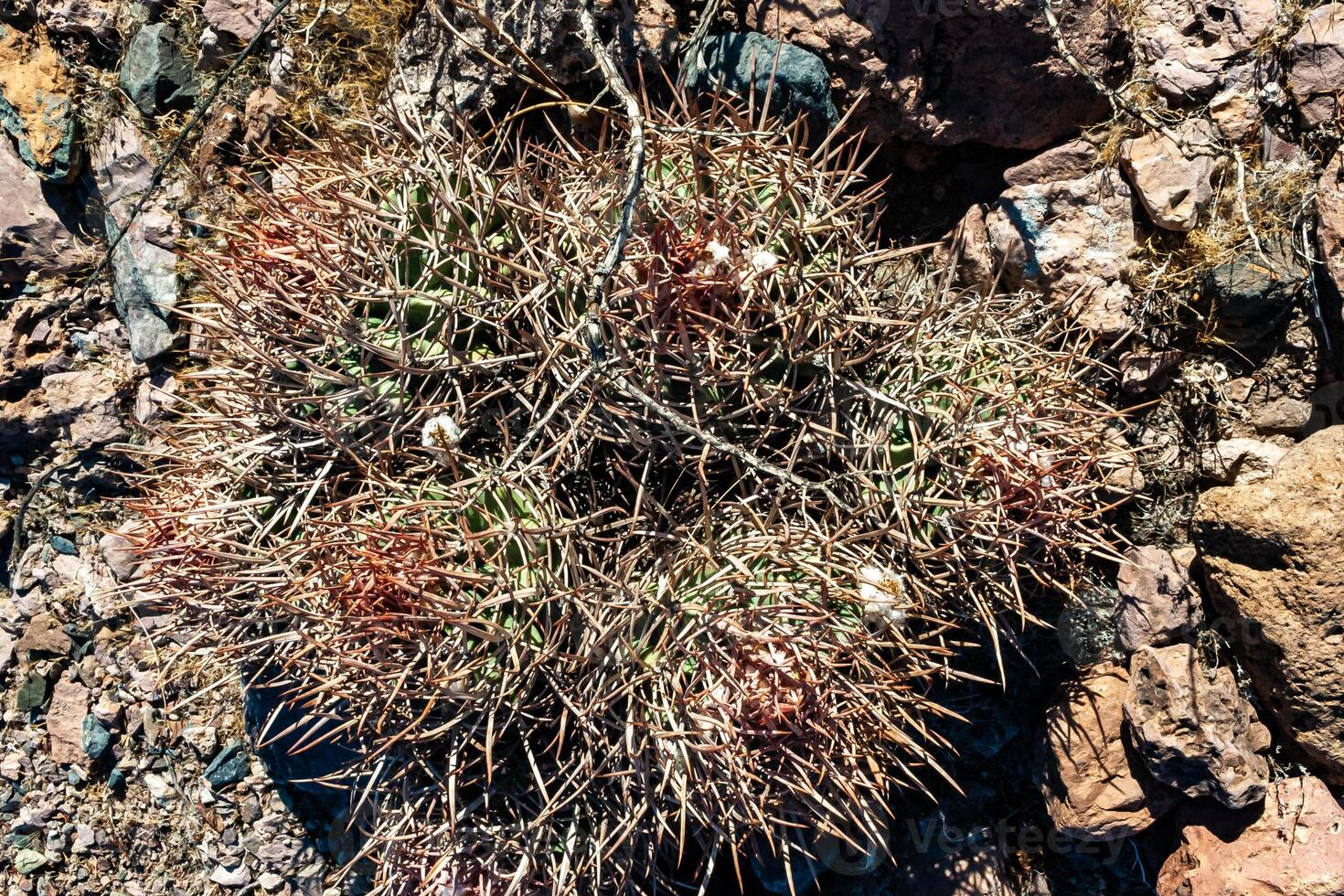 Cottontop cactus Echinocactus polycephalus, Cacti in the stone desert in the foothills, Arizona photo