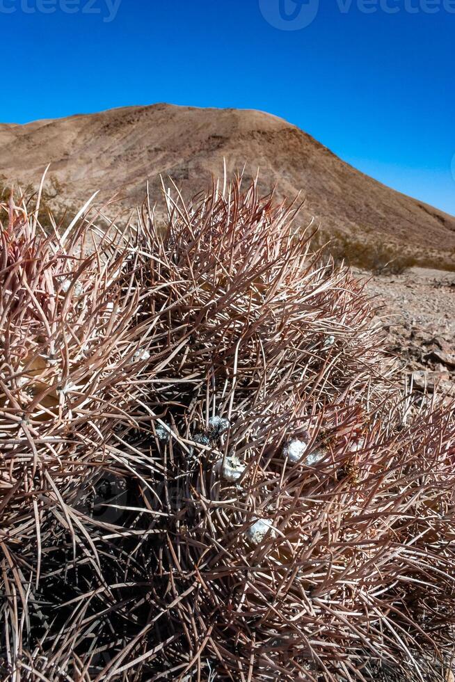 Cottontop cactus Echinocactus polycephalus, Cacti in the stone desert in the foothills, Arizona photo