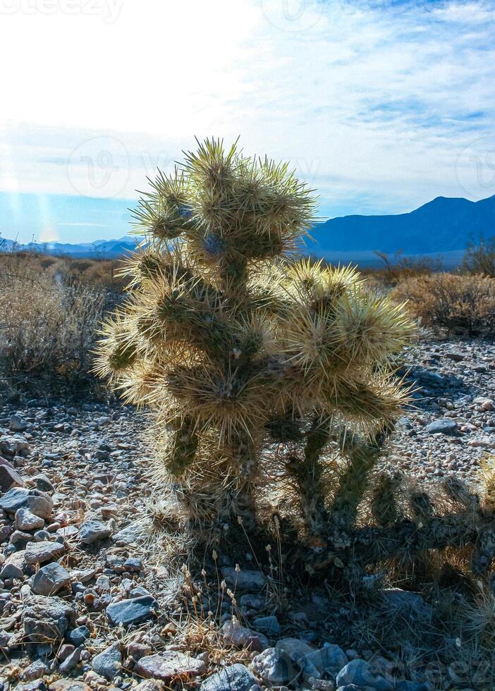 Teddy bear cholla Cylindropuntia bigelovii, cactus with tenacious yellow spines, numerous in the Sonoran Desert, California photo