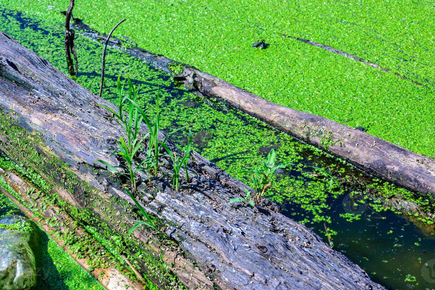 Green plants grow in a rotten tree trunk floating in a small lake with duckweed photo