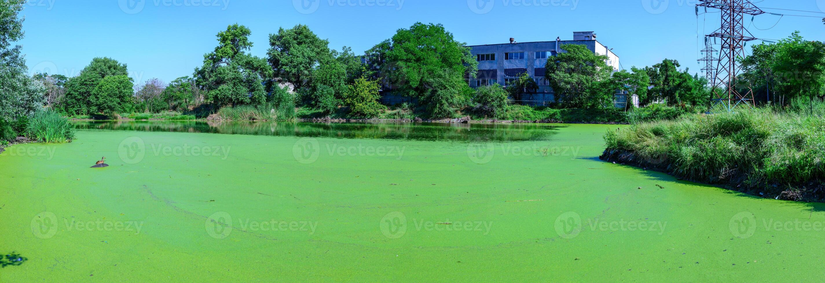 Aquatic plants floating on the surface of the water duckweed Lemna and Wolffia in a stagnant pond, photo