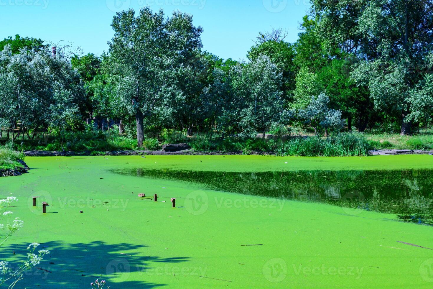 Aquatic plants floating on the surface of the water duckweed Lemna and Wolffia in a stagnant pond, photo