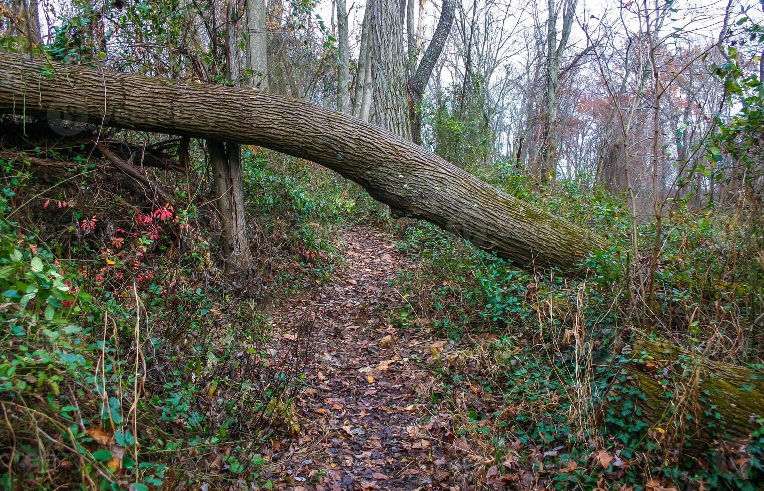 Walking path under fallen trees in the forest in autumn in the suburbs of New Jersey, USA photo