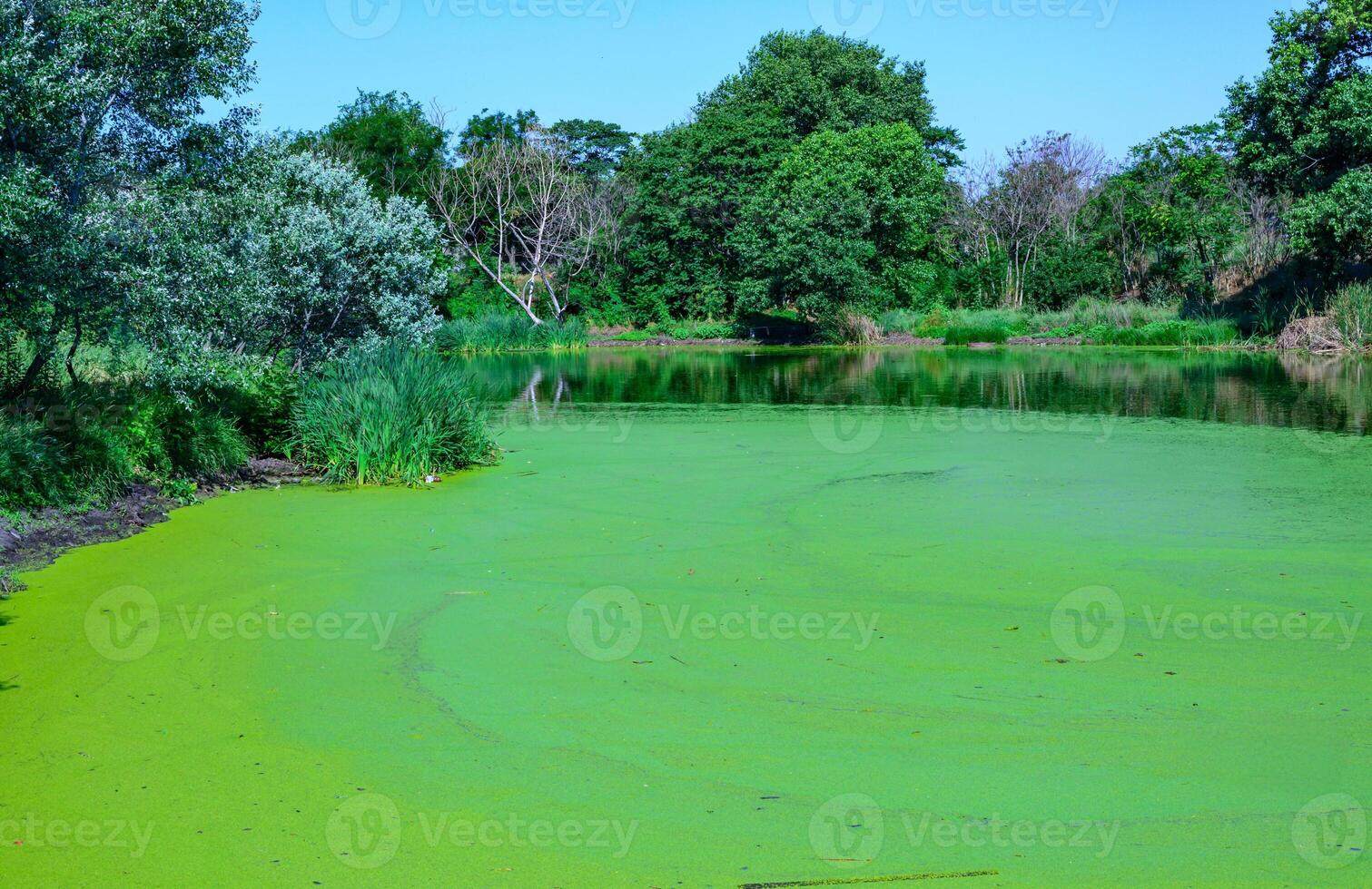 Aquatic plants floating on the surface of the water duckweed Lemna and Wolffia in a stagnant pond, photo