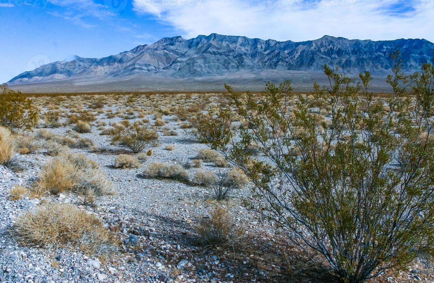 California desert landscape, cacti and other desert plants in rock desert in the foothills, California photo