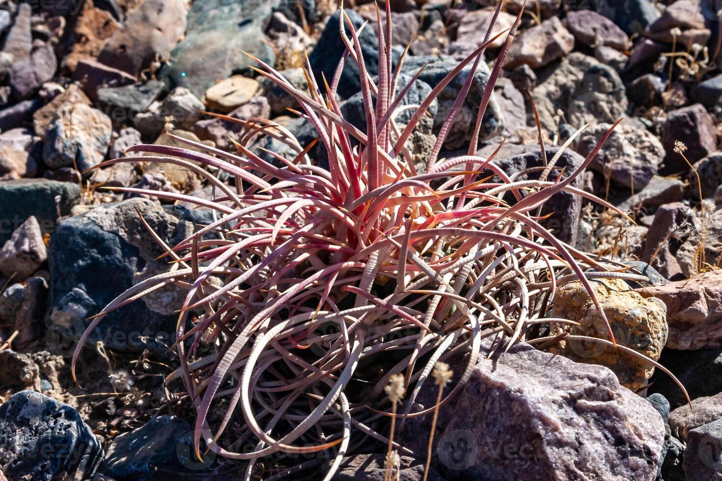Cottontop cactus Echinocactus polycephalus, Cacti in the stone desert in the foothills, Arizona photo