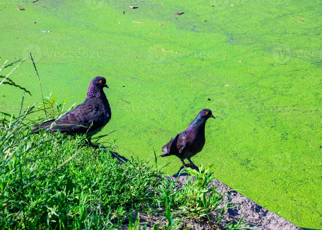 The image shows two pigeons standing on grass near a body of water photo