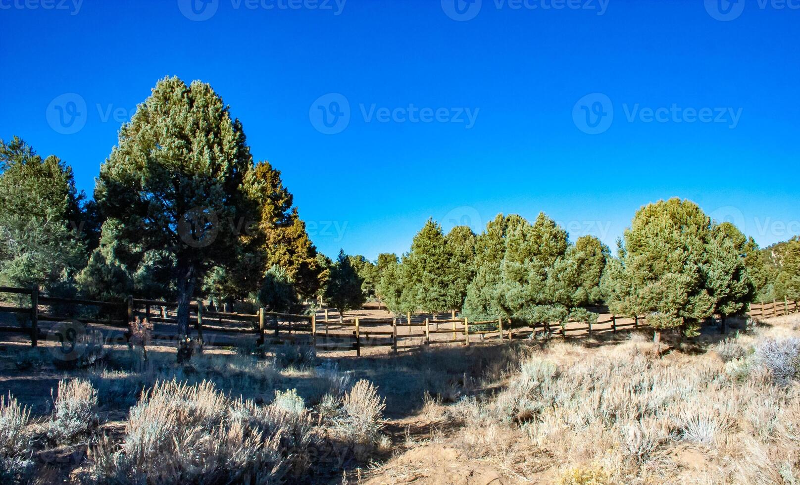 Lonely pine trees and other mountain plants on the clay and stone rocks of the mounta in at the pass in the Sierra Nevada Mountains, California, USA photo