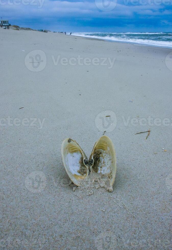 A bivalve shell on the sand, washed ashore by a storm in Island Beach State Park photo