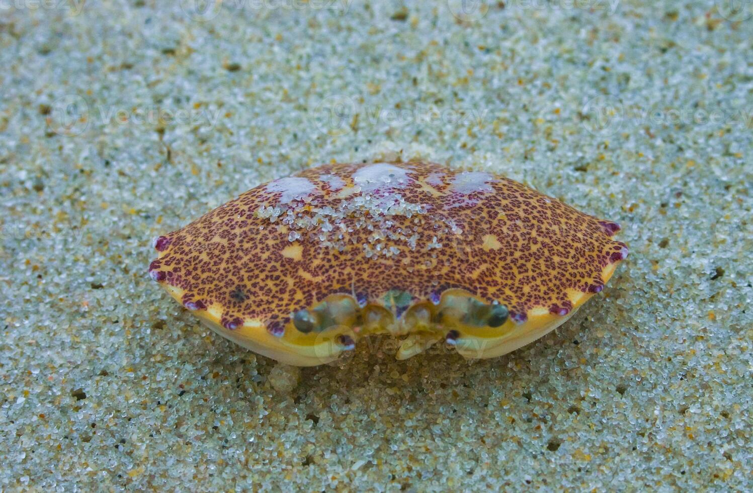 Carapace of a crab on the sand after a strong wind on the ocean shore in New Jersey, USA photo