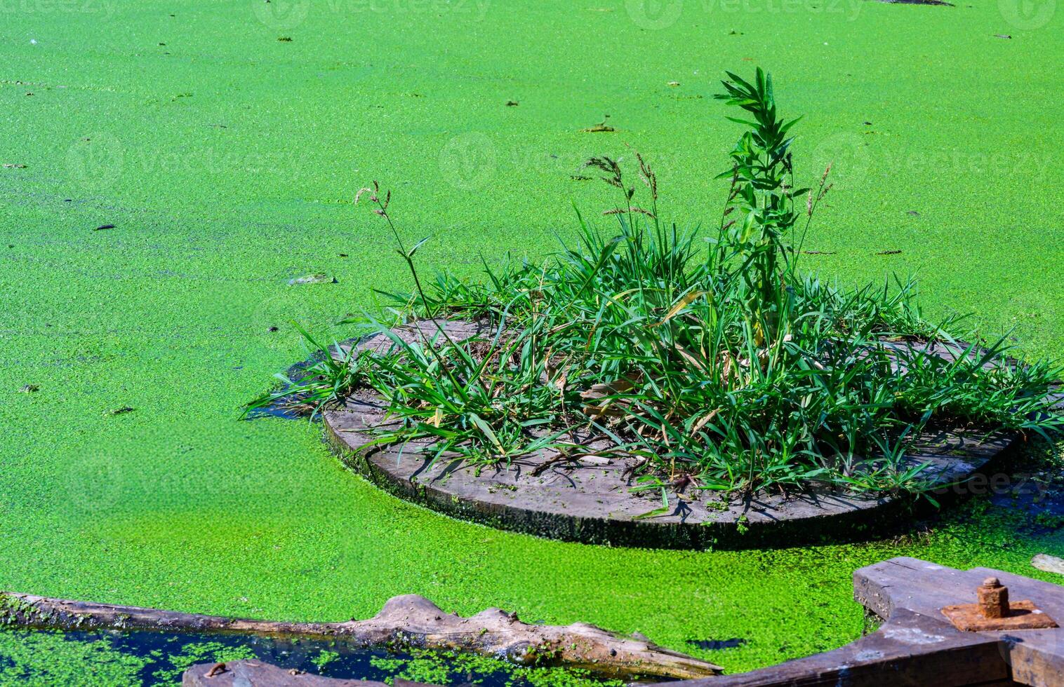 A round wooden structure floats in a small lake with duckweed on the water photo