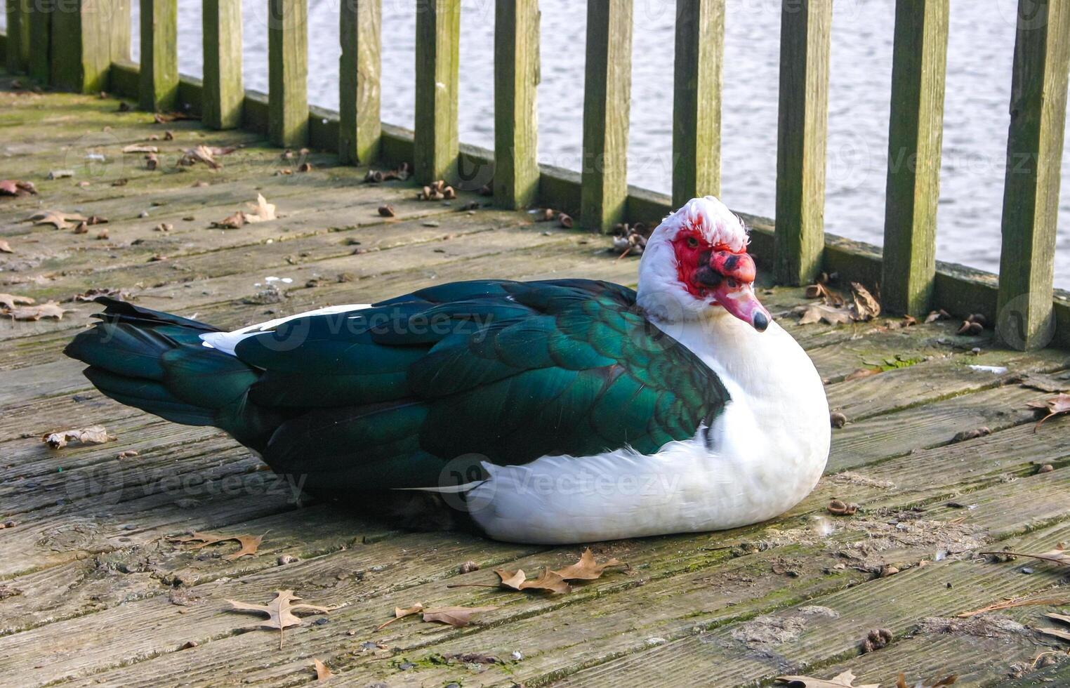 A big goose with a red beak is resting on a wooden pier in the Pete Sensi Park, NJ USA photo