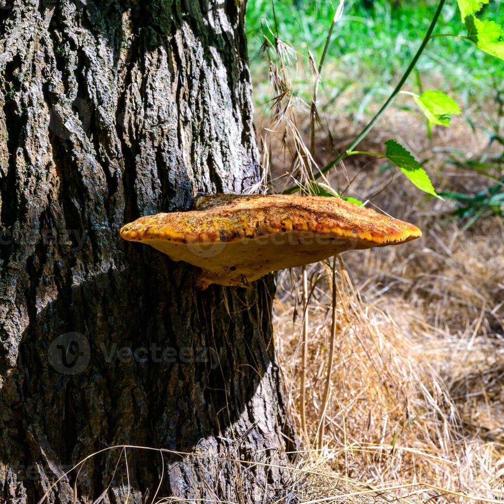 Inonotus hispidus - Tinder fungus on an old rotten trunk of a large tree photo