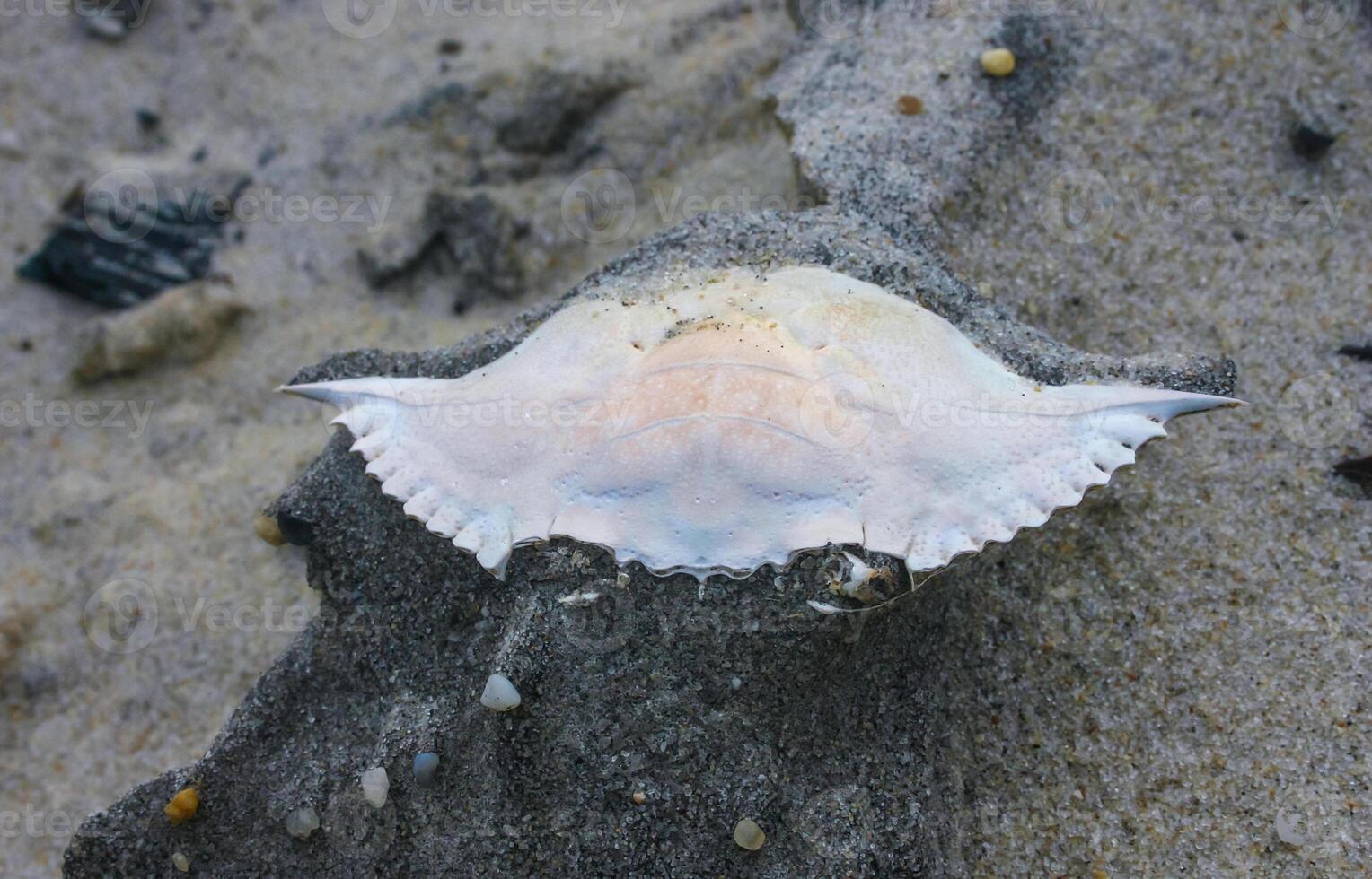 Carapace of a crab on the sand after a strong wind on the ocean shore in New Jersey, USA photo