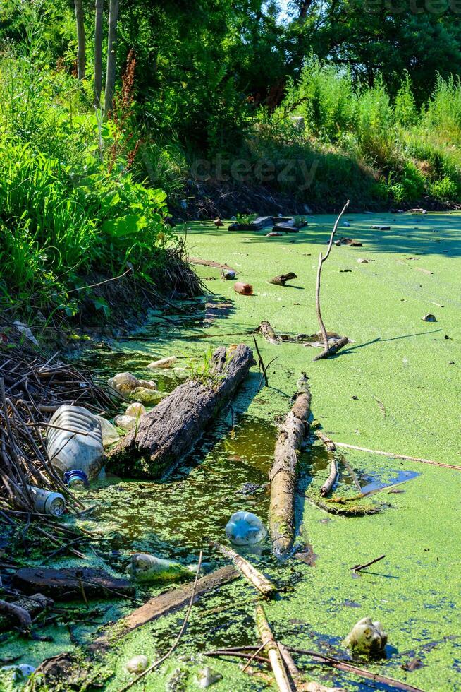 Floating garbage in a pond overgrown with floating duckweed and Wolffia plants photo