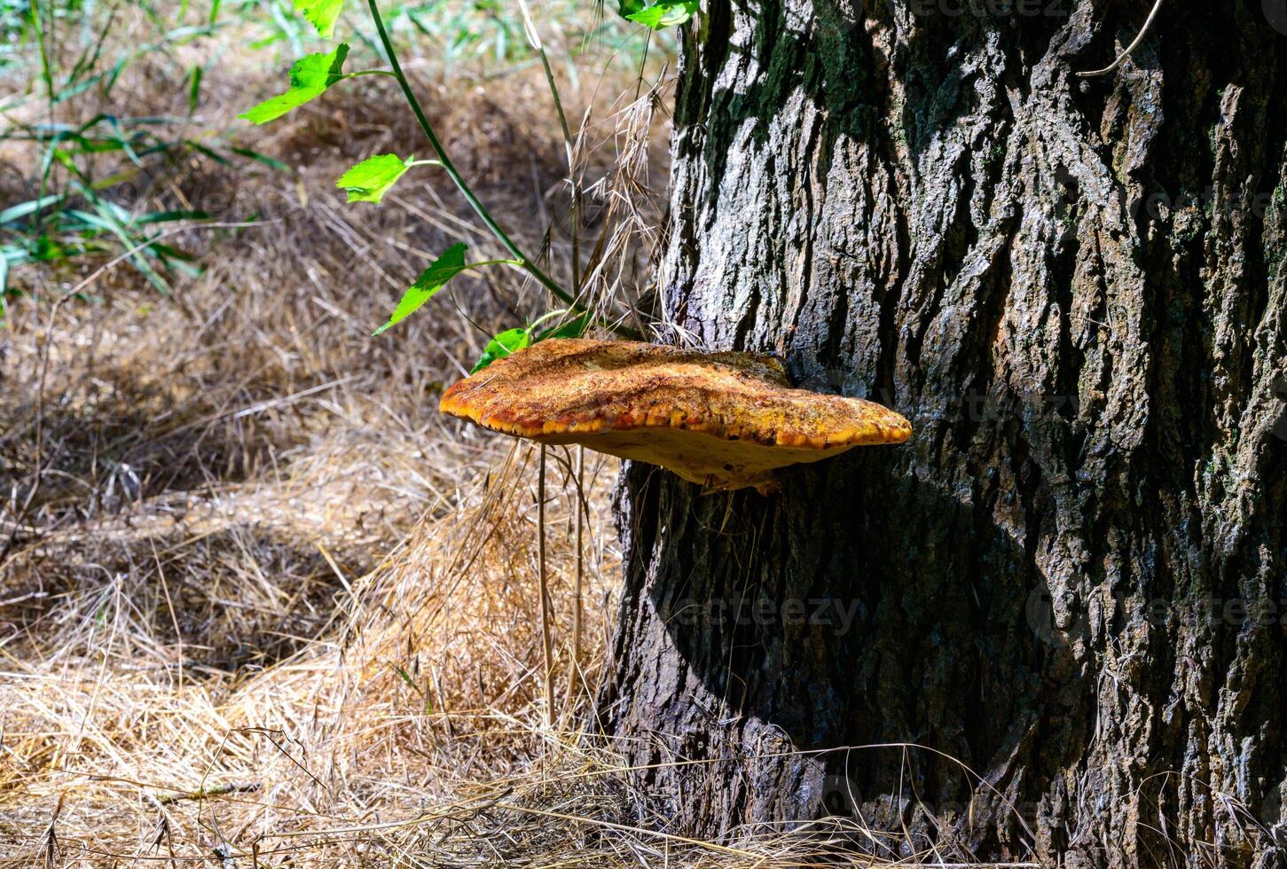 Inonotus hispidus - Tinder fungus on an old rotten trunk of a large tree photo