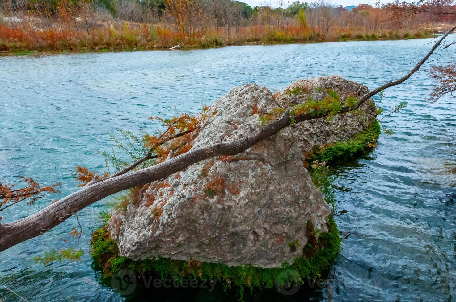 The trunk of a swamp cypress that has fallen into the river, growing in the water on the river bank. Texas, Garner State Park, USA photo