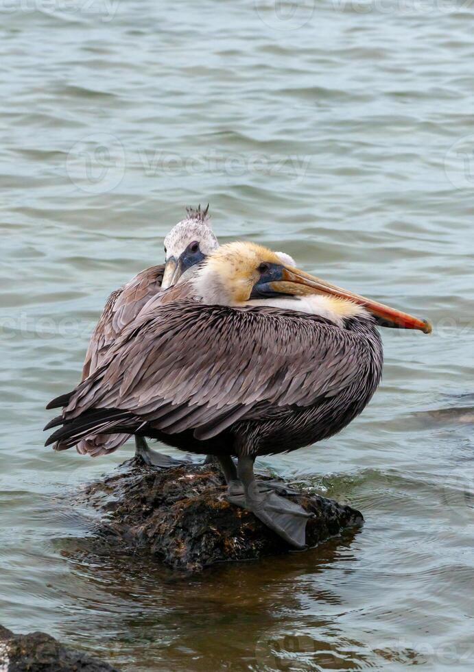 Brown Pelican Pelecanus occidentalis, an adult bird resting on a rock in the Gulf of Mexico, Florida photo