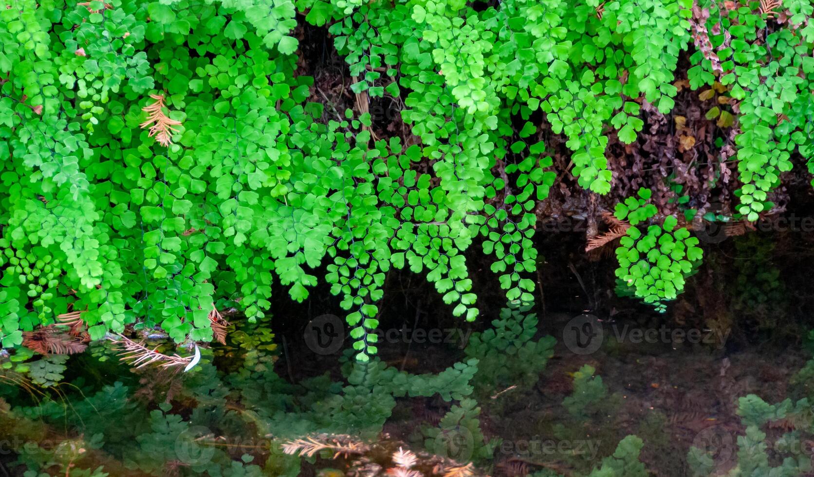Green leaves of fern growing near the water on the banks of the river, Texas, Garner State Park, USA photo