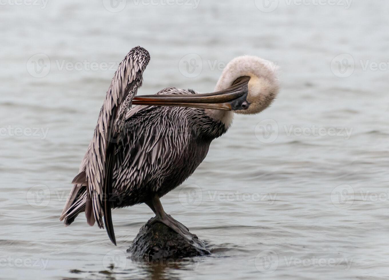 Brown Pelican Pelecanus occidentalis, bird combing feathers standing on a stone, Florida photo