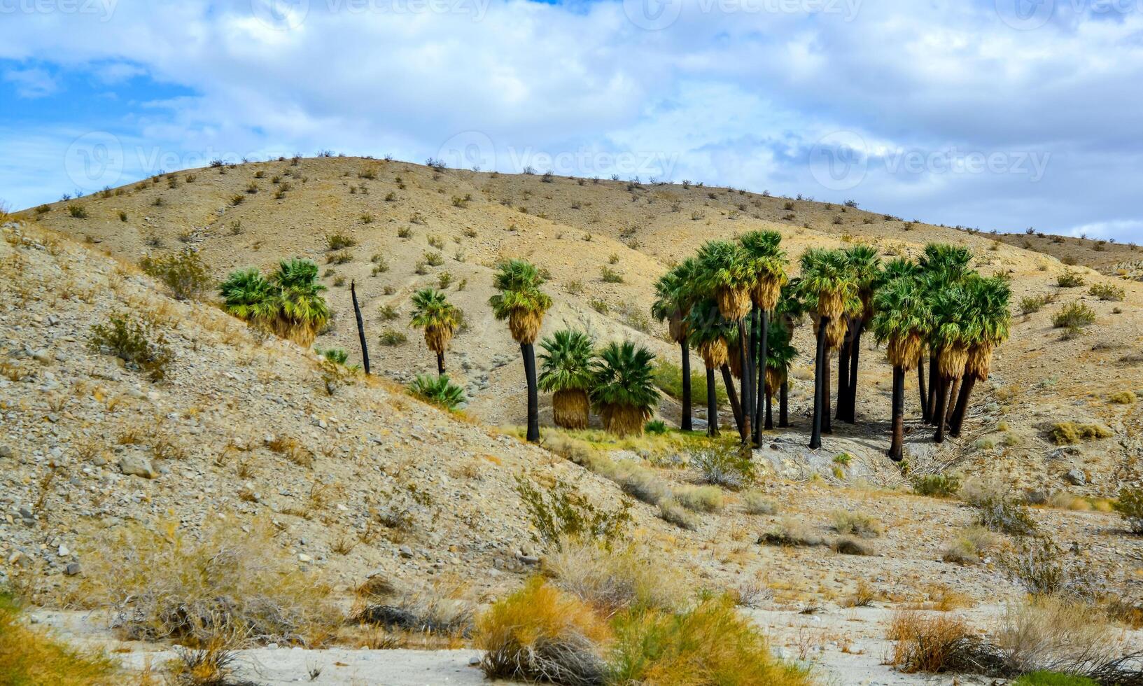 Palm trees rise in the desert at Thousand Palms Oasis near Coachella Valley Preserve. Villis palms oasis photo