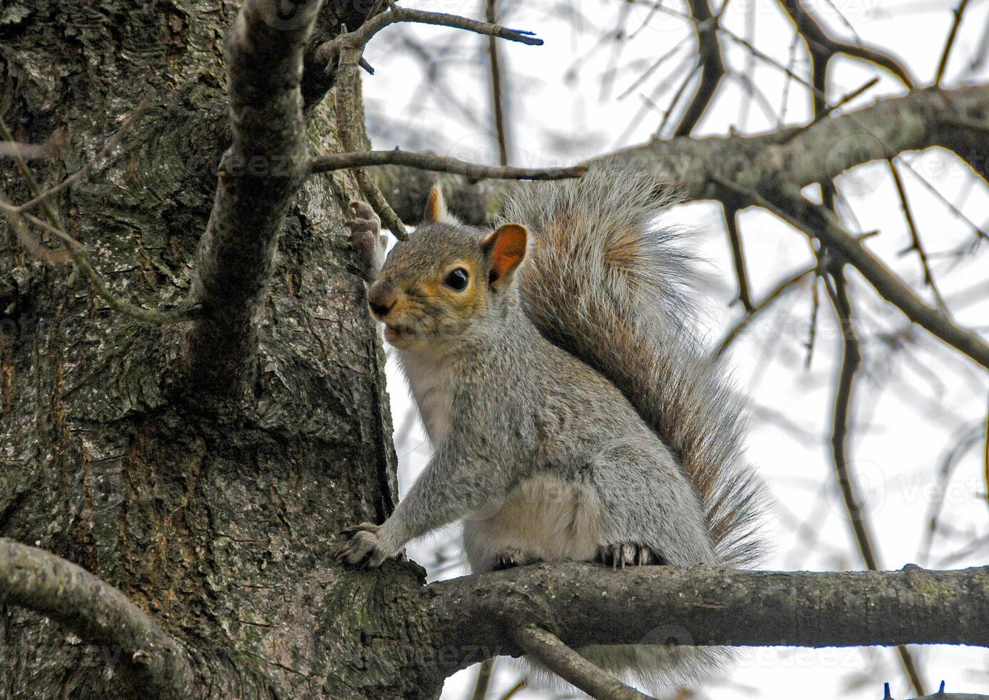 oriental gris ardilla sciurus carolinensis foto