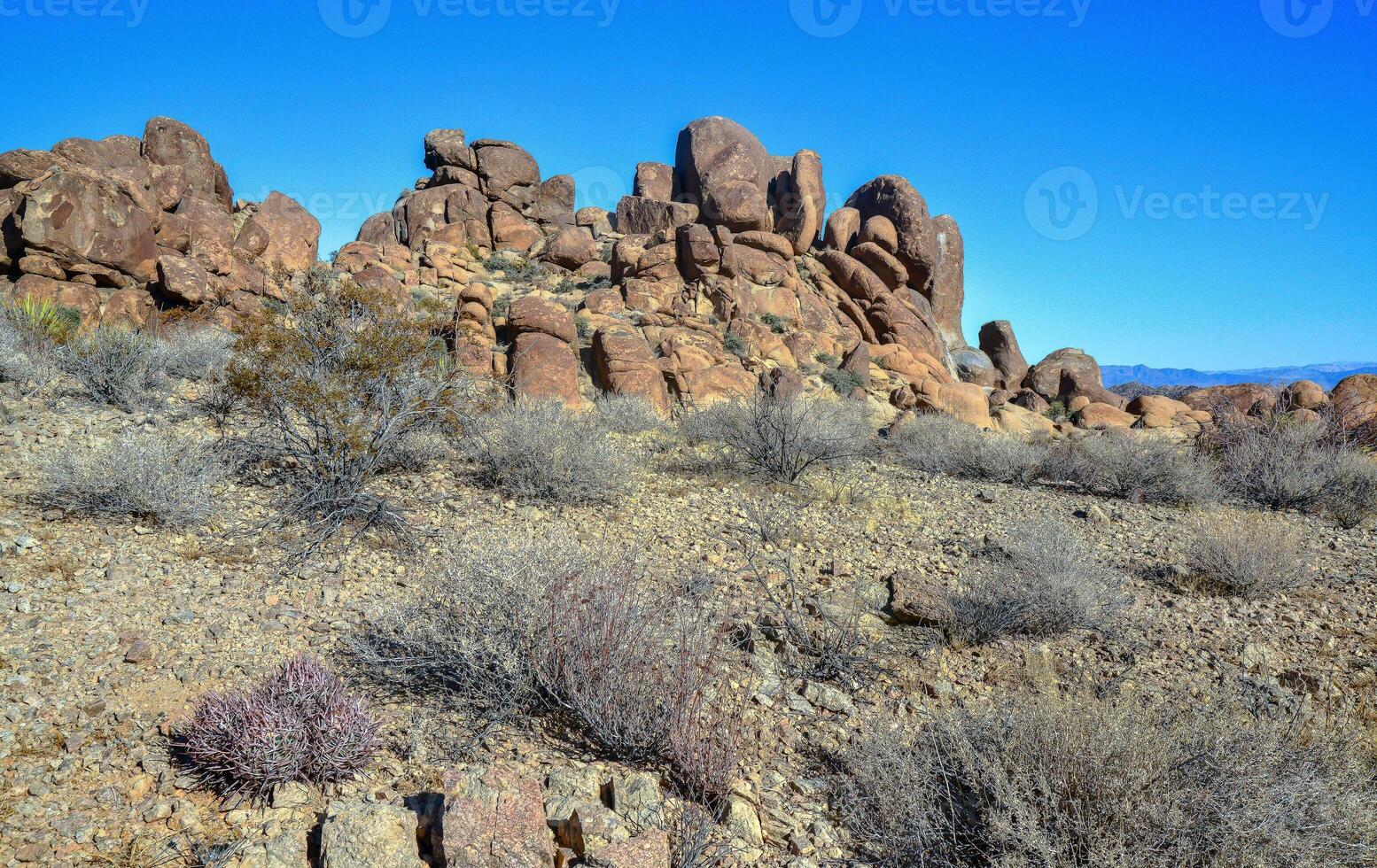 Cacti in the stone desert in the foothills, Echinocactus polycephalus Cottontop Cactus, Many-headed Barrel Cactus, Arizona photo