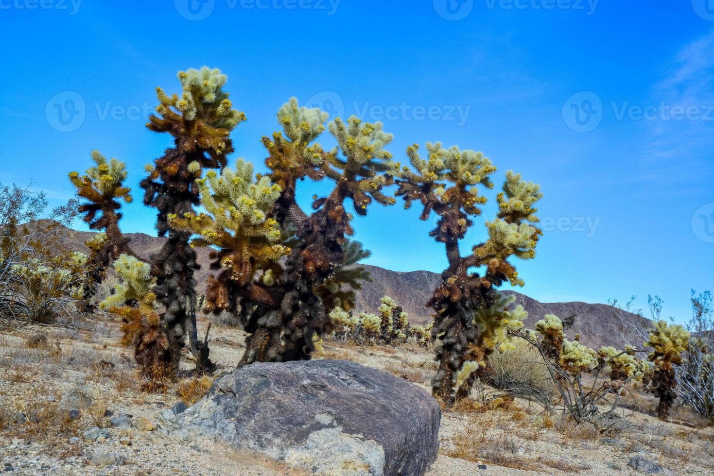 Teddy bear cholla Cylindropuntia bigelovii. Cholla Cactus Garden at Joshua Tree National Park. California photo
