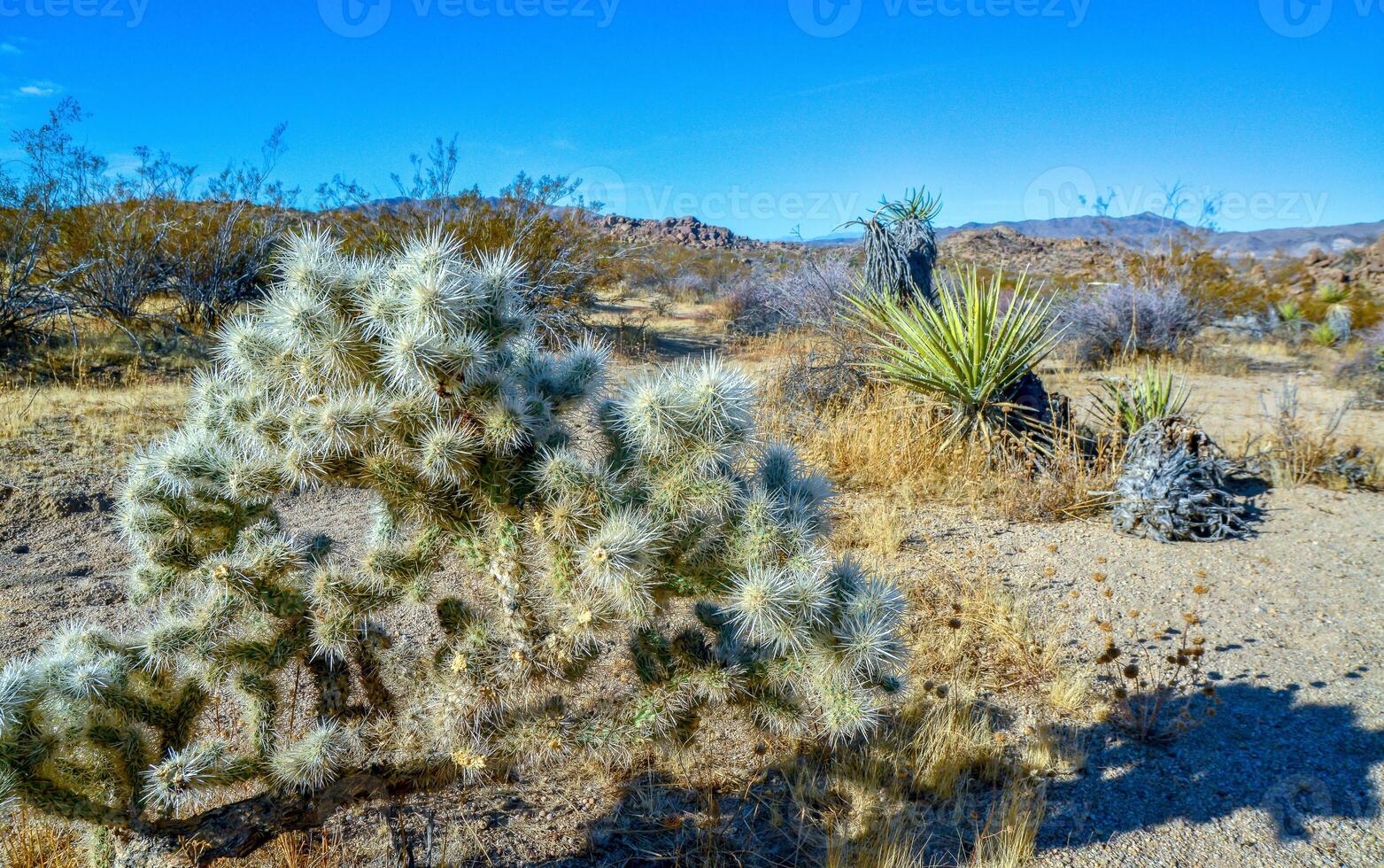 Cylindropuntia echinocarpa - Cholla Cactus Garden Sunset Mojave Desert Joshua Tree National Park photo
