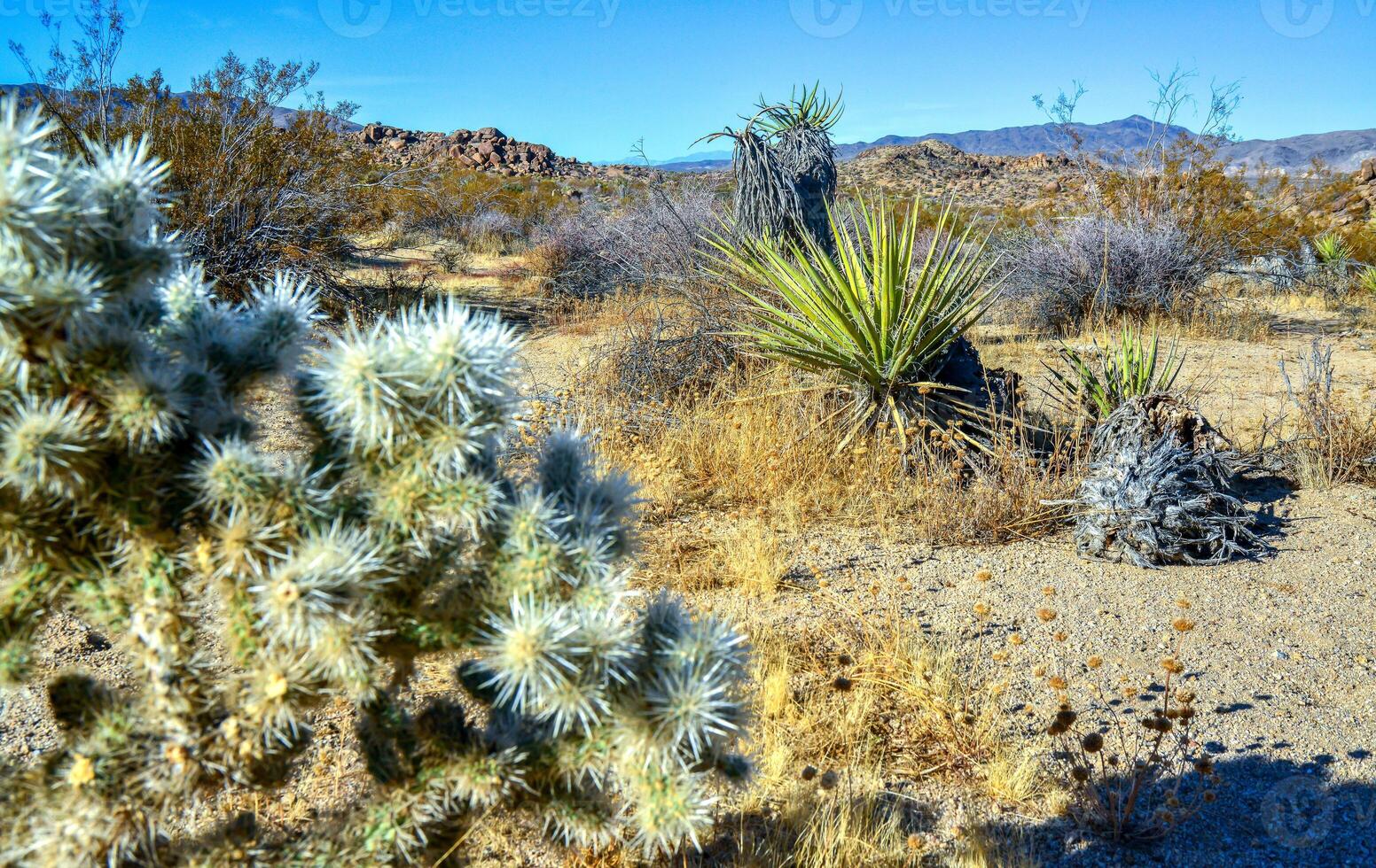 Cylindropuntia echinocarpa - Cholla Cactus Garden Sunset Mojave Desert Joshua Tree National Park photo